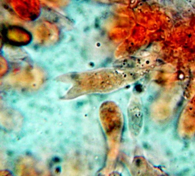 Pholiotina teneroides (Lange) Sing.